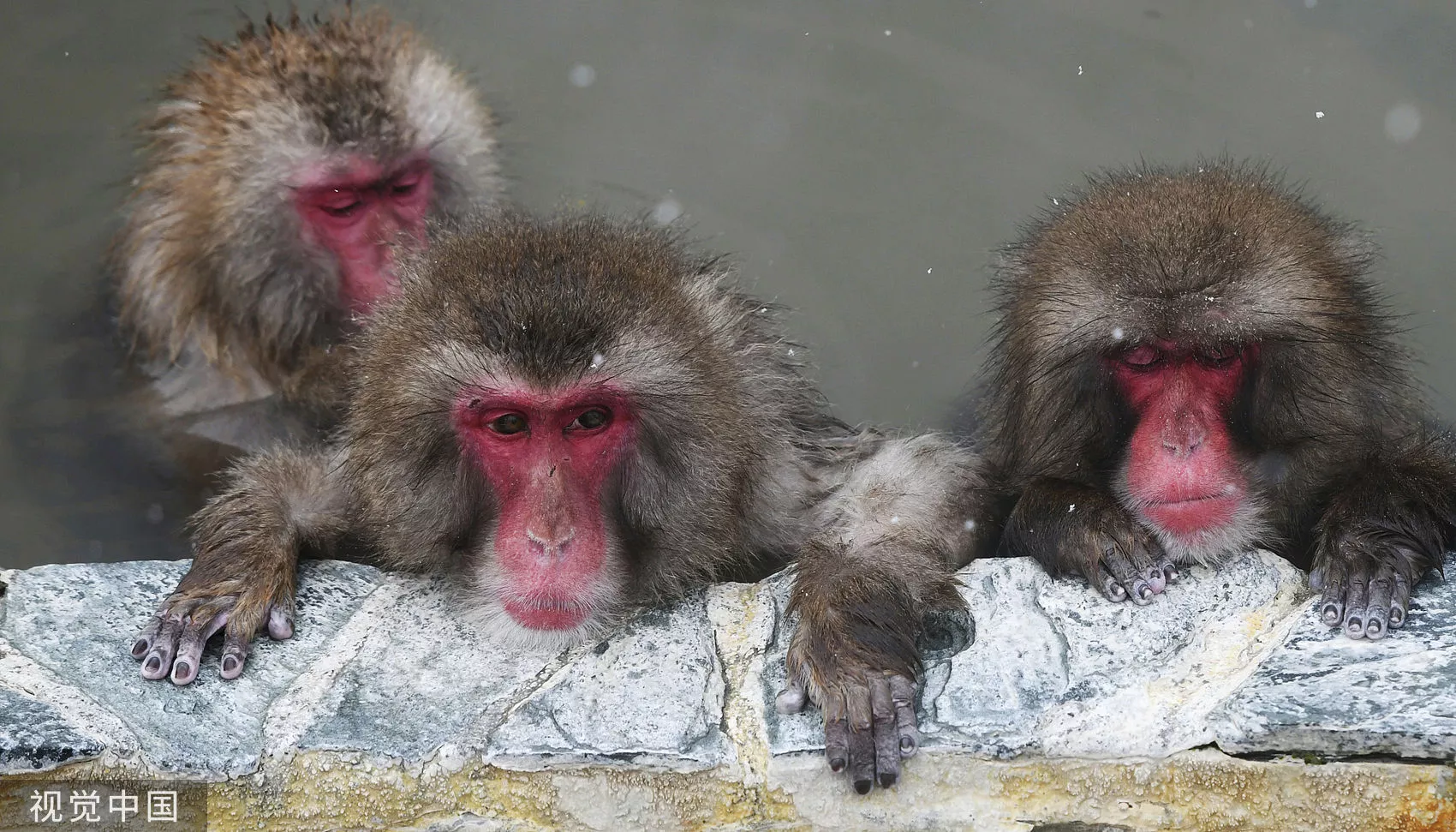 日動物園“傳奇猴王”離世！公猴擺爛成超母系社會